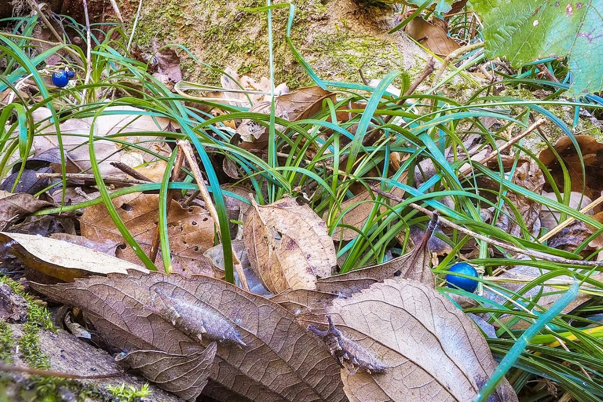 冬の生きものは隠れ上手！？　冬越しの生きものを観察しよう！